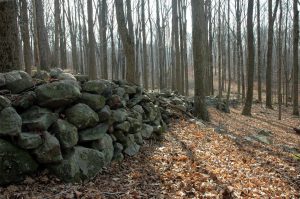There may be as many as 100,000 miles of stones walls in New England.